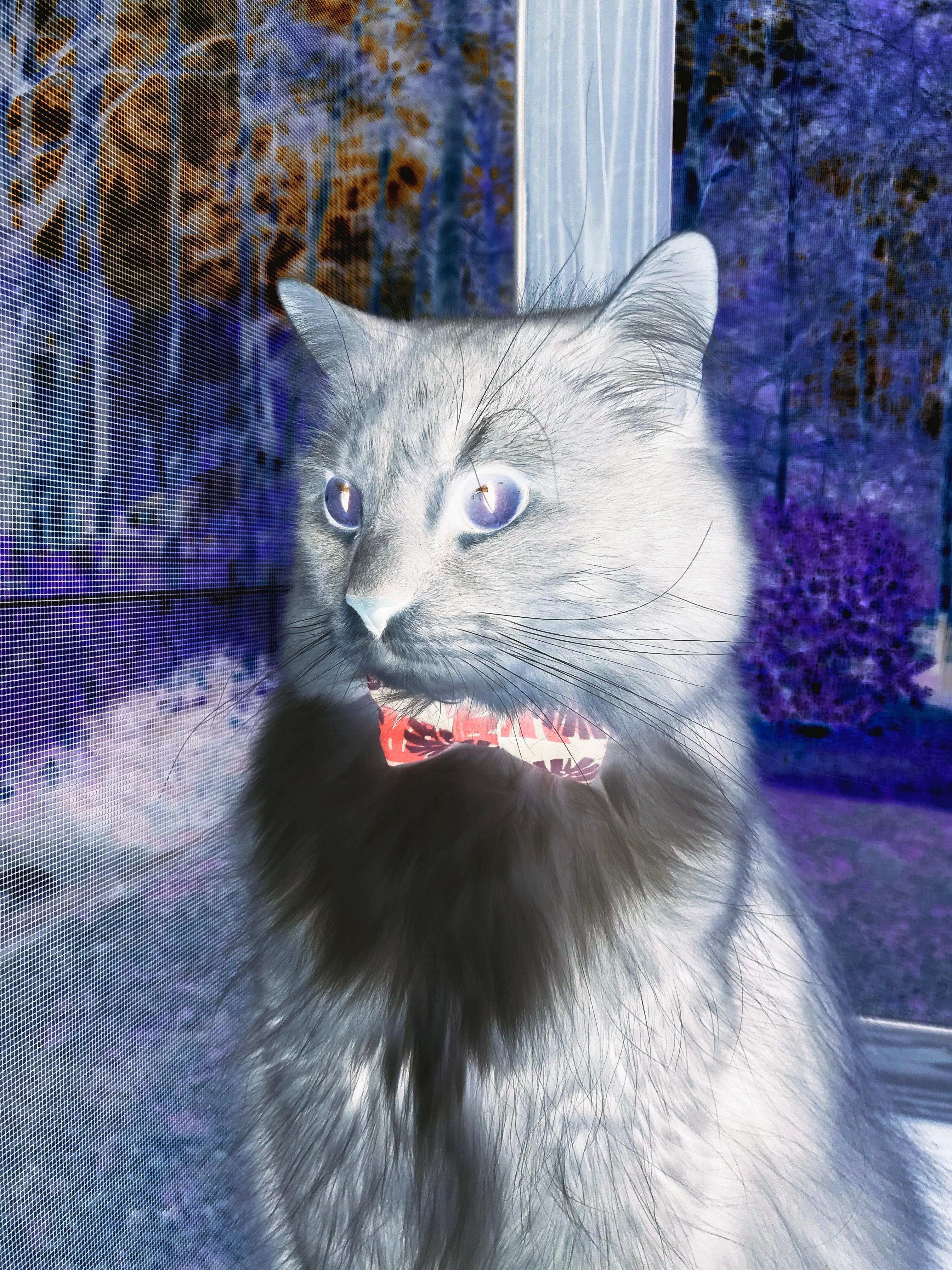 震惊之夜，雷诺逆袭红牛，拉塞尔竟成配角！