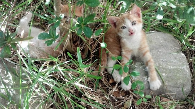 刺穿寂静的刀锋，布克关键节点得分，现代篮球的孤胆英雄诗