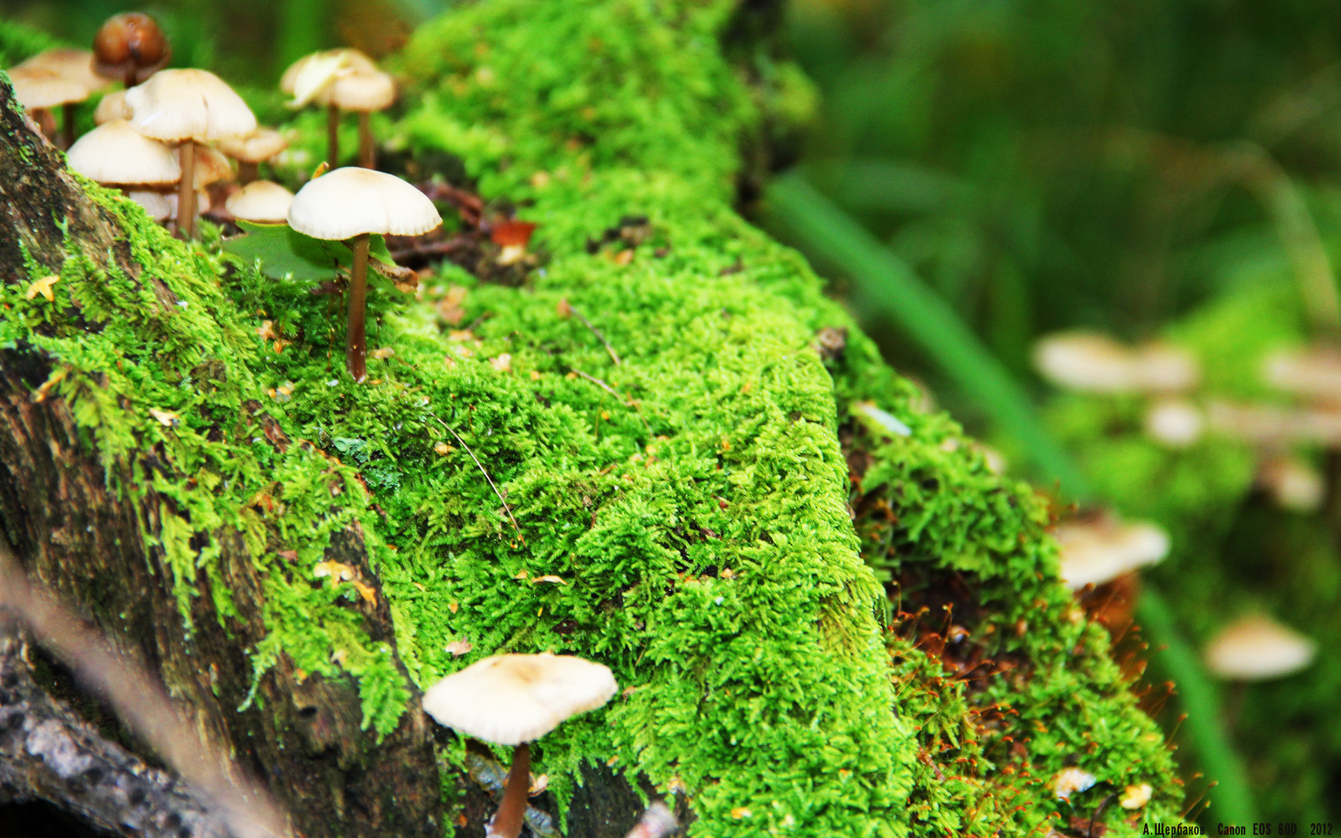 冰冷射手终结迈阿密烈焰,新王切特于无声处听惊雷