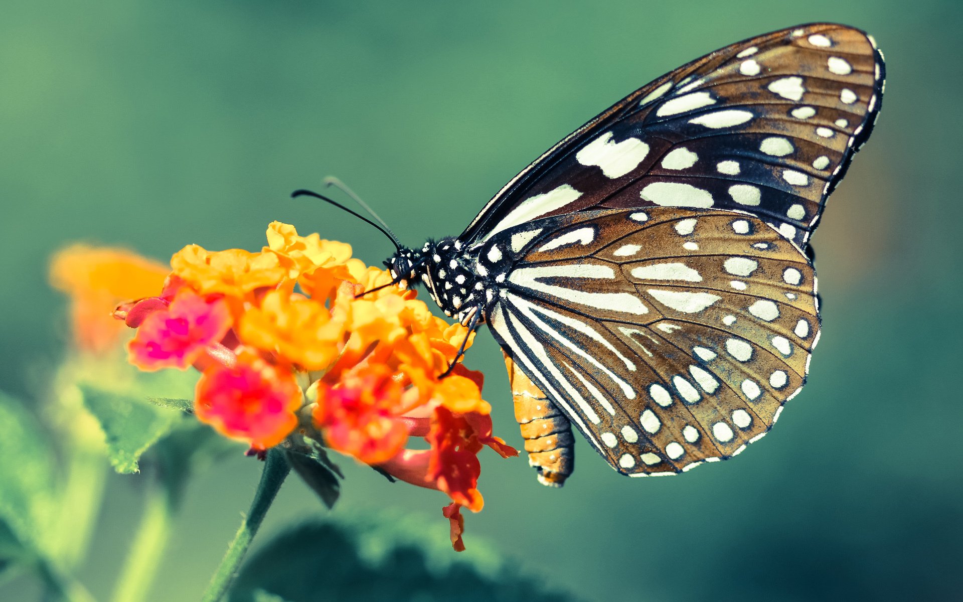 梦剧场主宰，努涅斯跨队神演，一手扭转AC米兰与莱比锡红牛战局