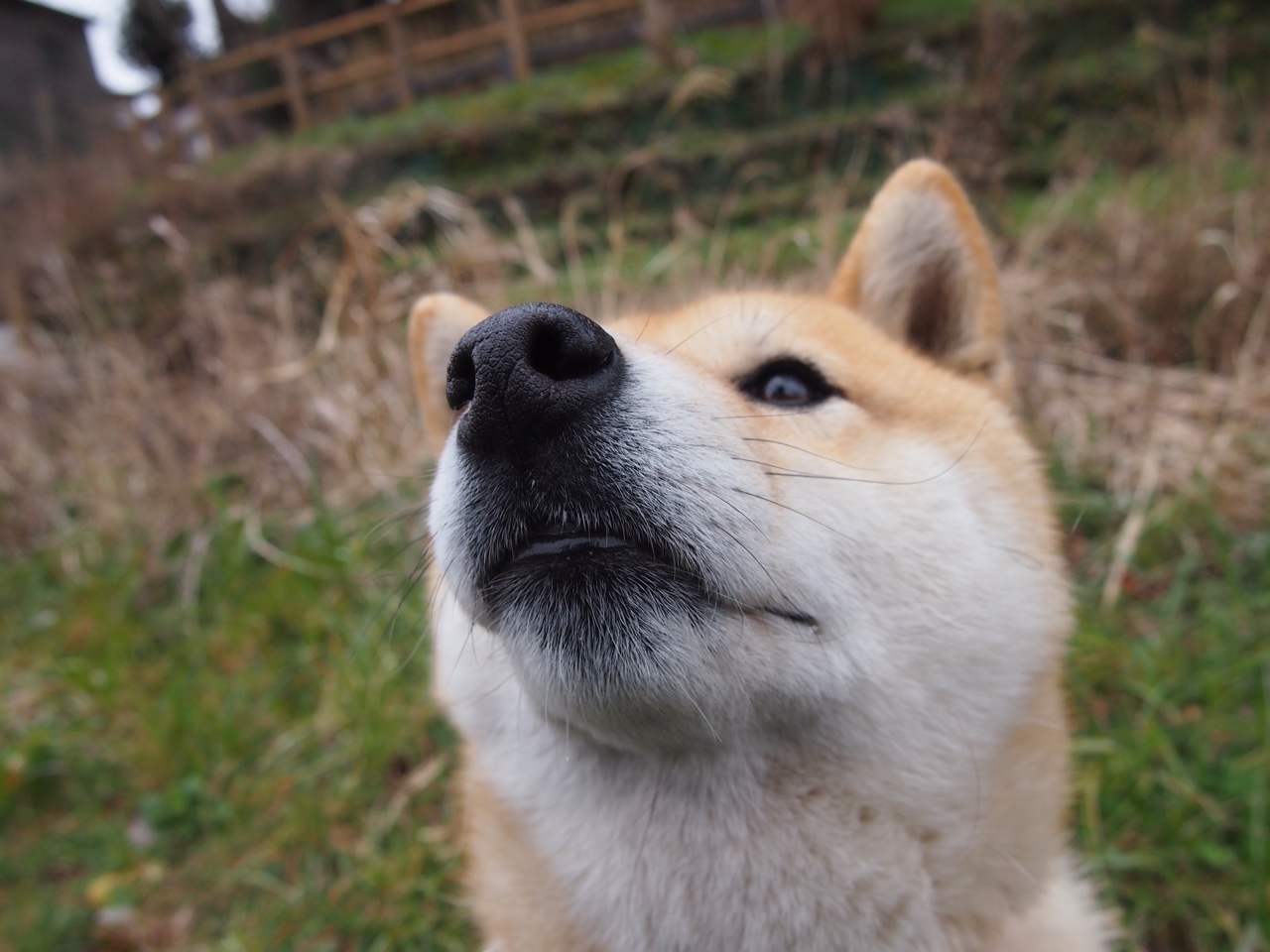 双线交响，湖人节奏艺术与布伦森关键先生之谜