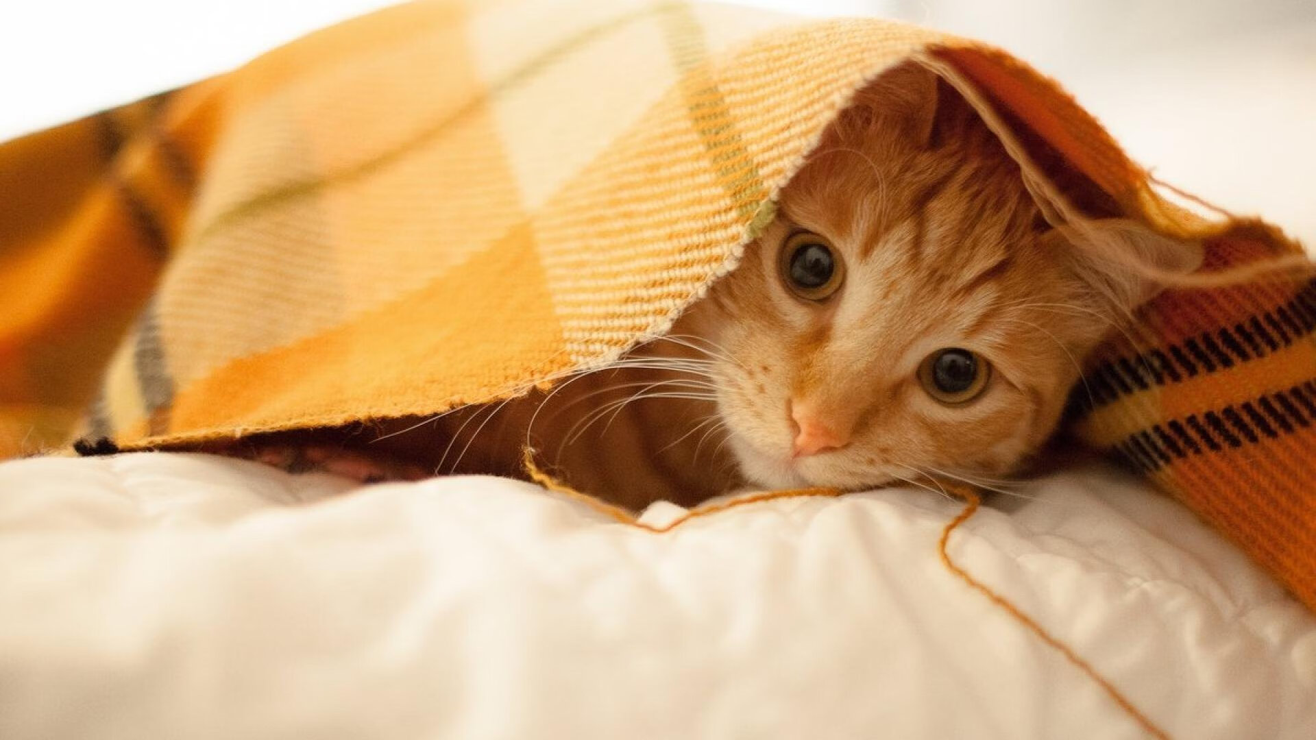 跨时空烽火,当北京首钢遇见犹他爵士,约基奇在紫禁城上演终极拯救