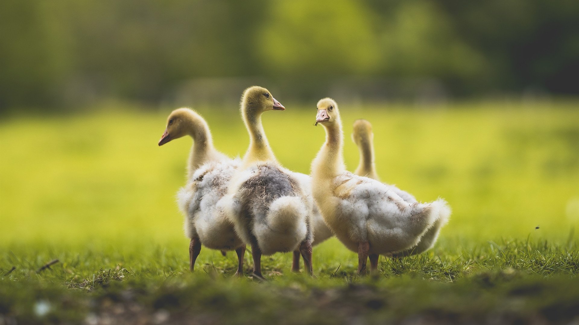 精密装配与节流阀，当马刺式封锁遭遇哈利伯顿式掌控