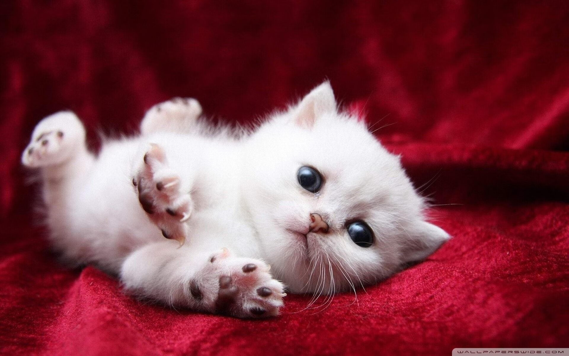 双雄并驱,塔图姆存在感拉满,广厦提前奏响终章凯歌