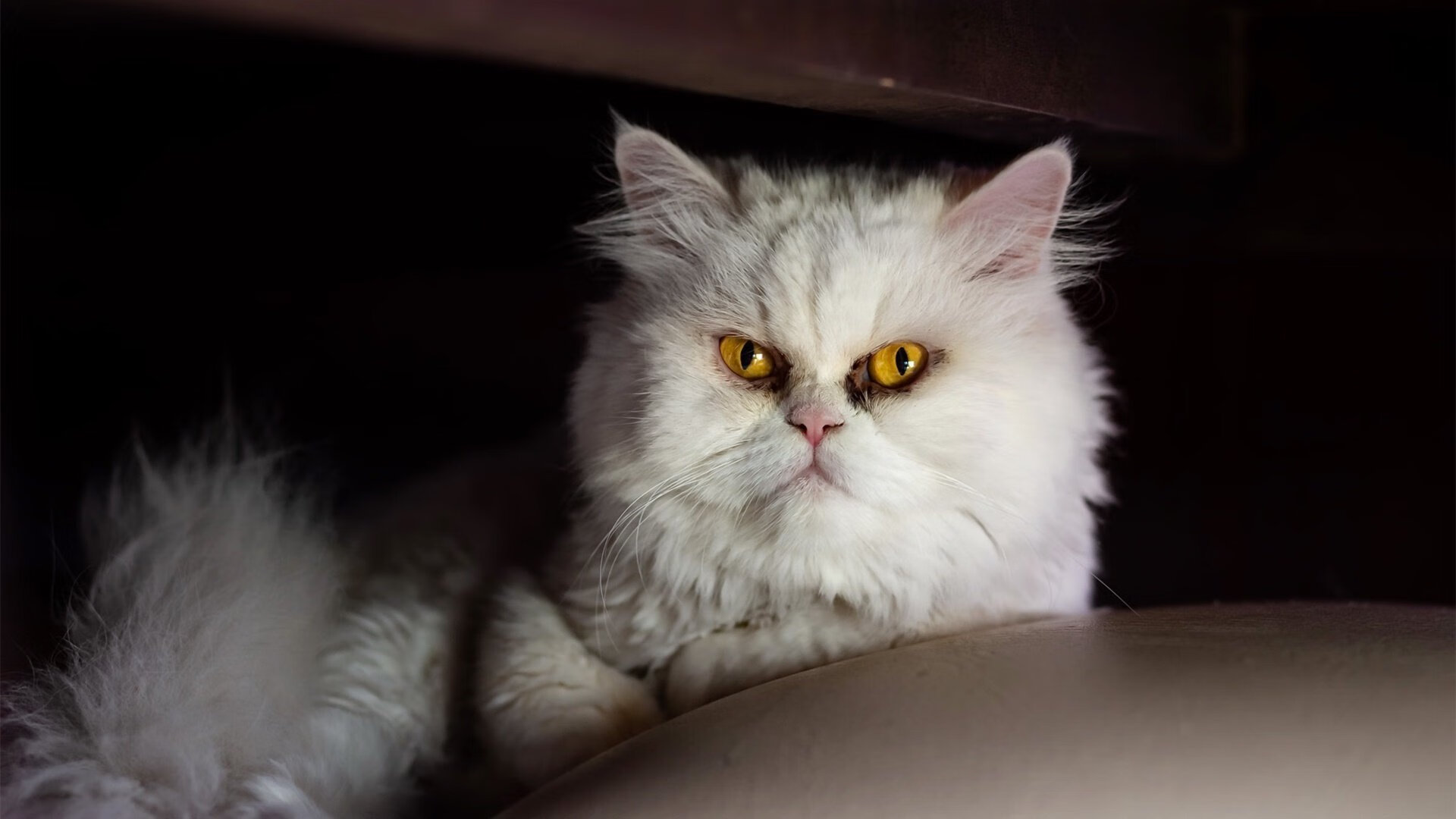 伯纳乌的雨与凤凰城的声浪，一场跨越时空的得分盛宴