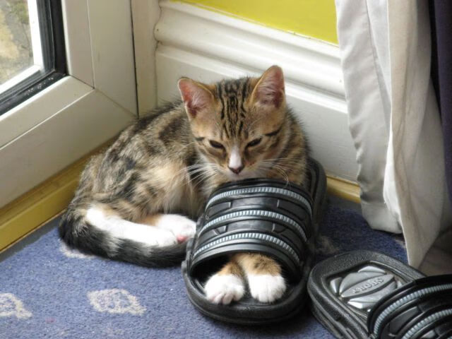 高原回响，当巴尔韦德的左脚划破低地天空—厄瓜多尔如何以海拔与灵魂制霸荷兰