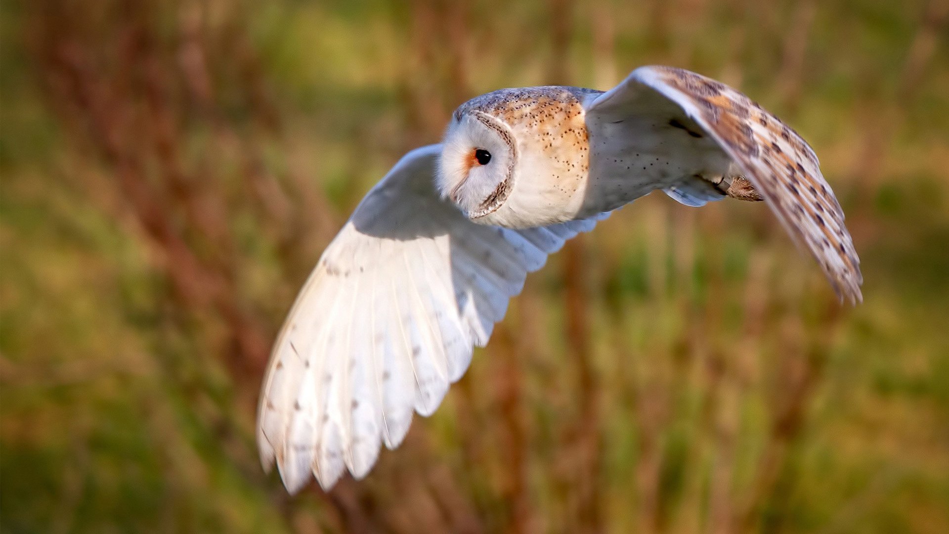 贝恩三节33分万箭齐发 马刺用三分暴雨打穿新疆防线