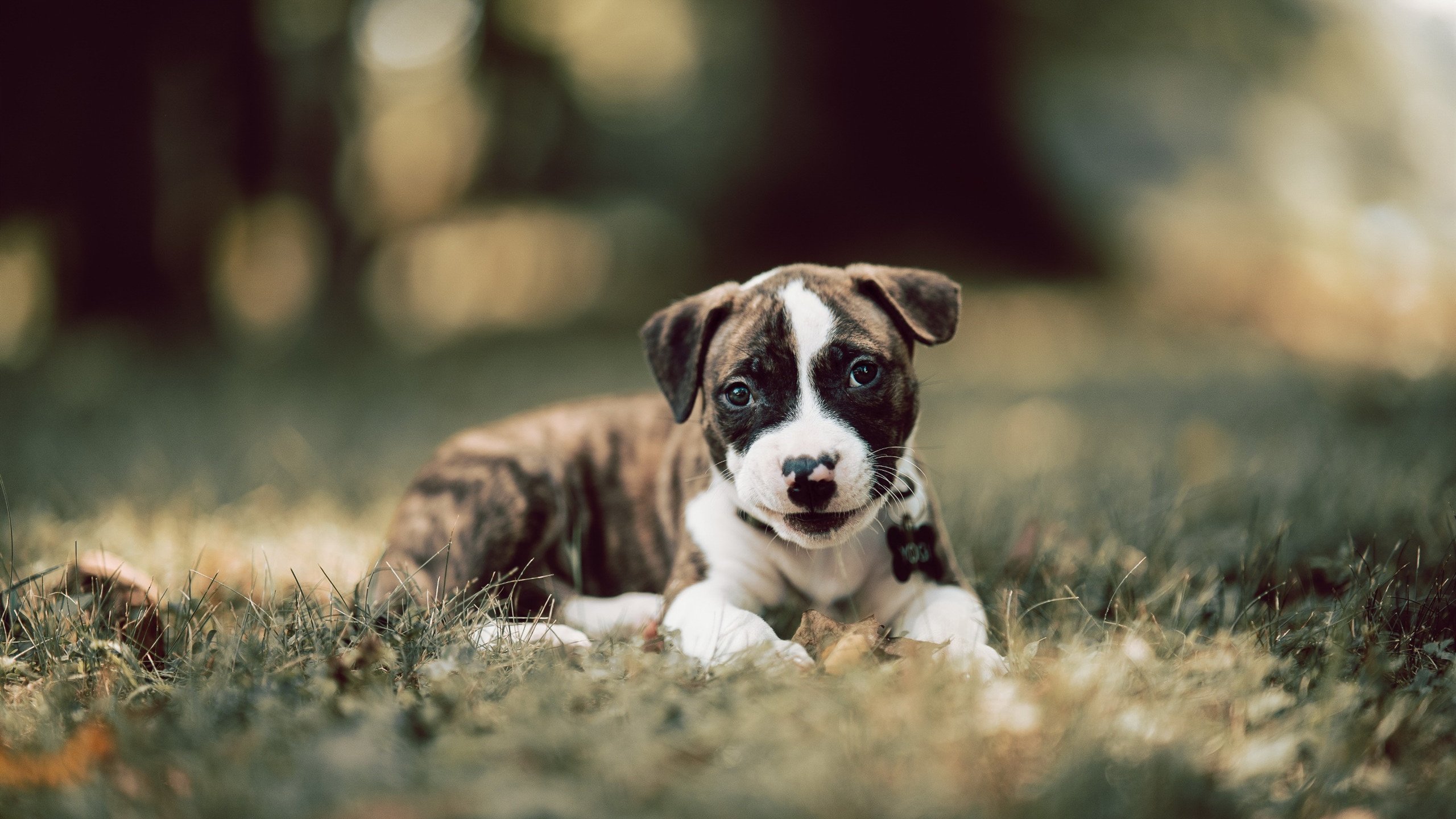 当数据撕碎宿命,在23分领先的耻辱之夜,德文·布克如何成为开拓者的破冰者?