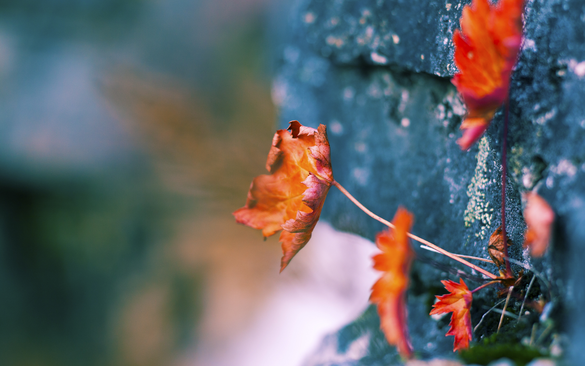 从嘘声到神祇，卡拉斯科用一记耳光完成终极救赎