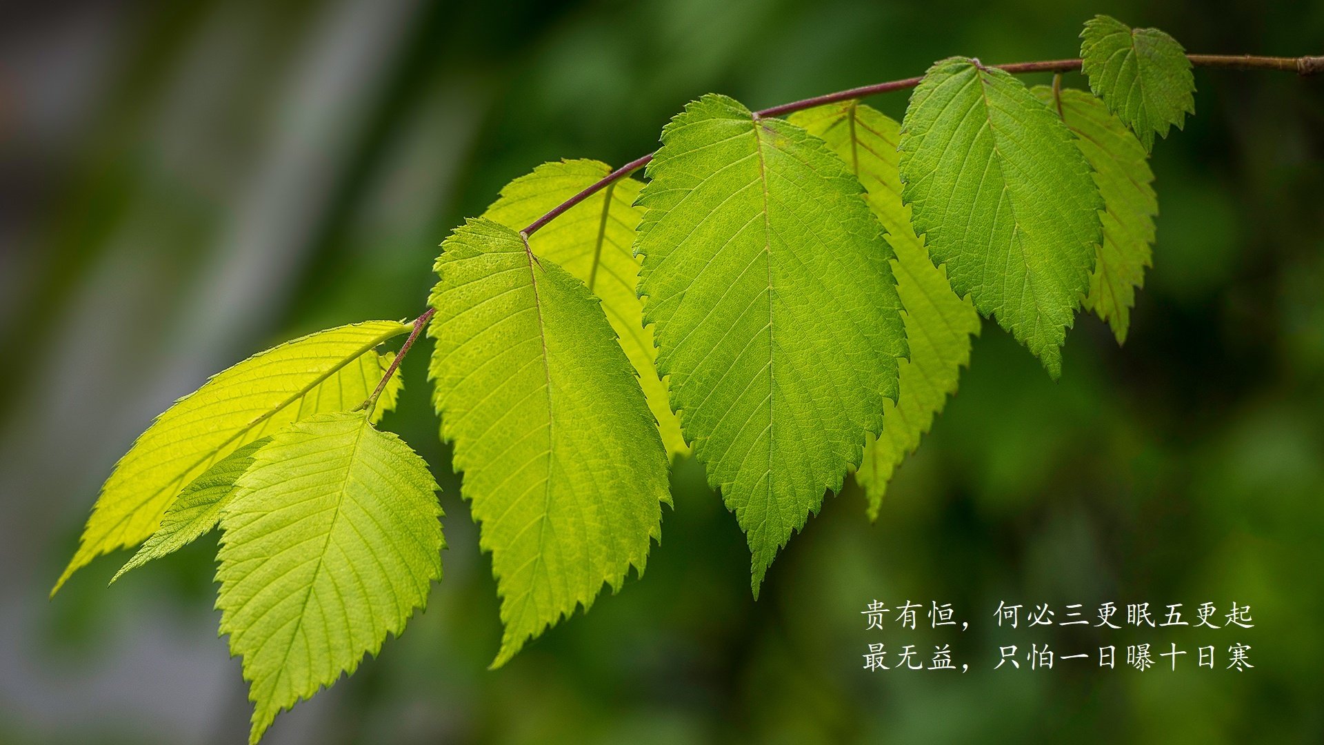 爱游戏官网-绿茵孤注，当匈牙利碾过瑞士，罗德里戈在强强对话中写下唯一答案